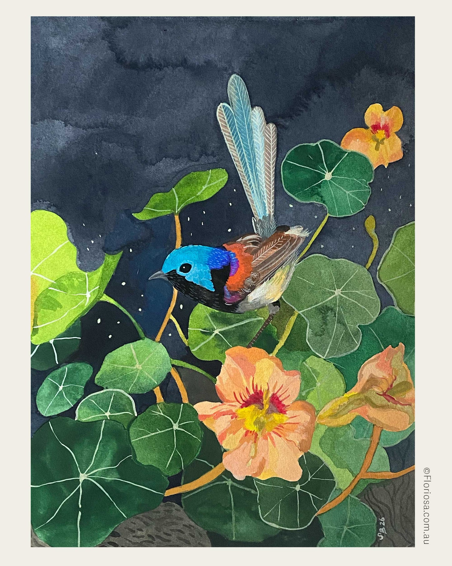 Fairywren Amongst Nasturtiums - Original Watercolour Painting