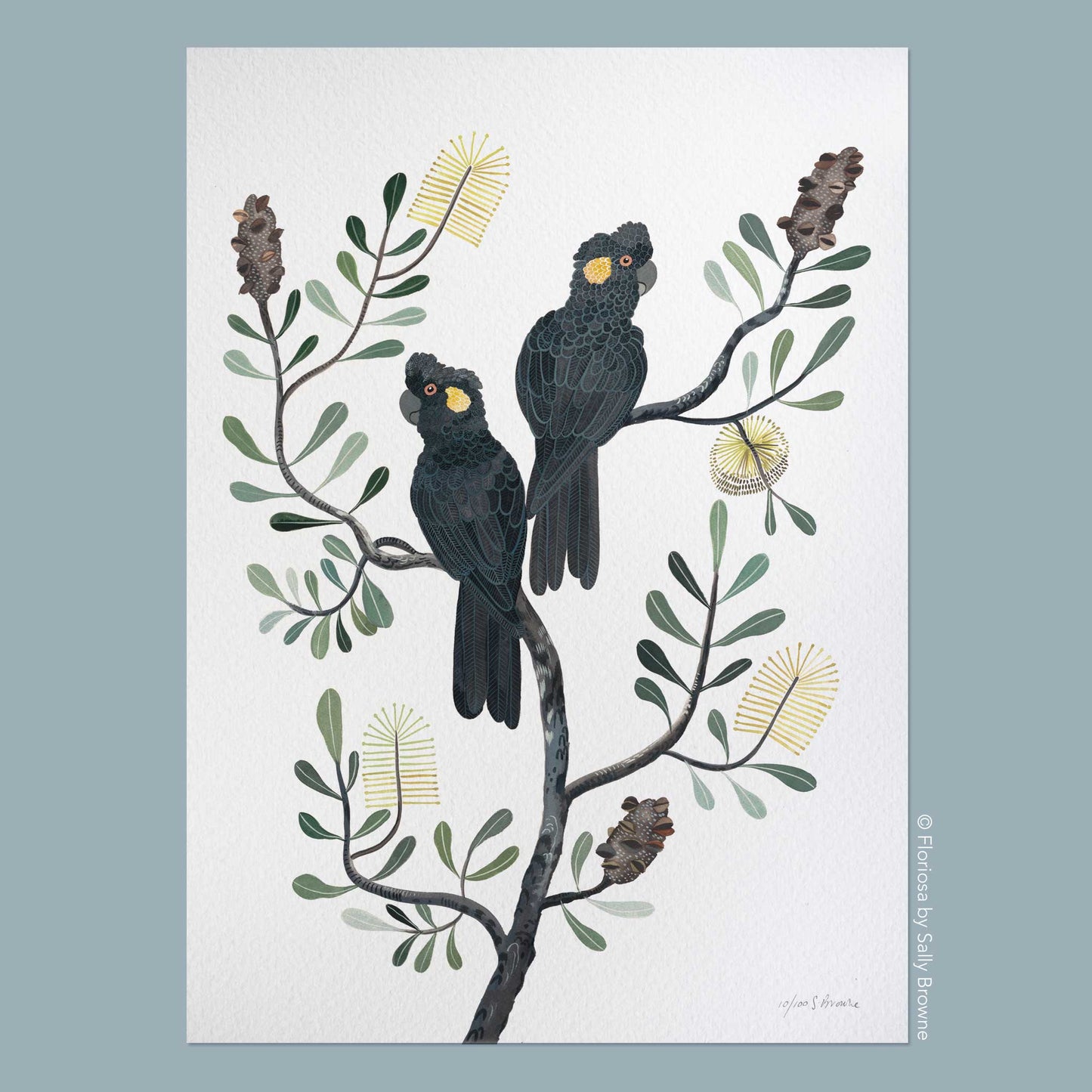 Black Cockatoos and Coastal Banksia - Limited Edition Print on Archival Paper