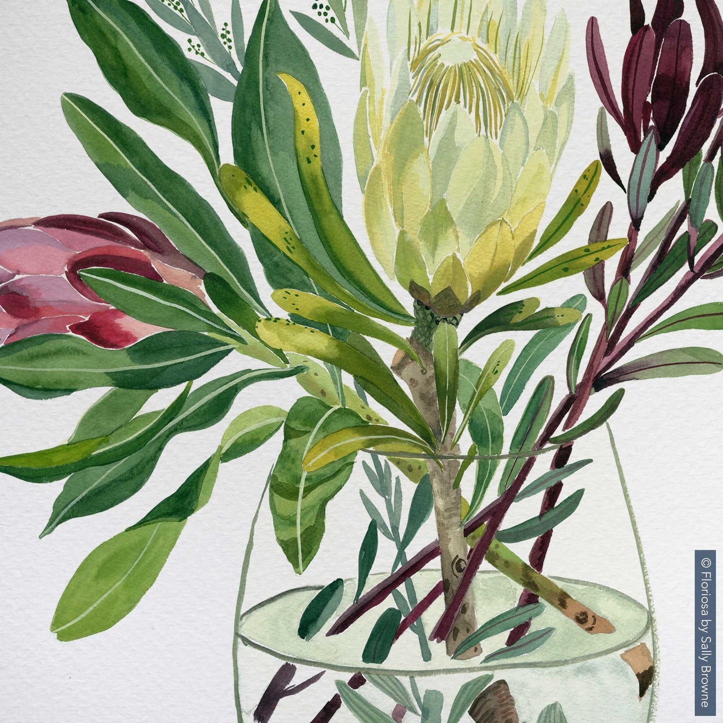 Proteas and Leucadendrons - Limited Edition Print on Archival Paper