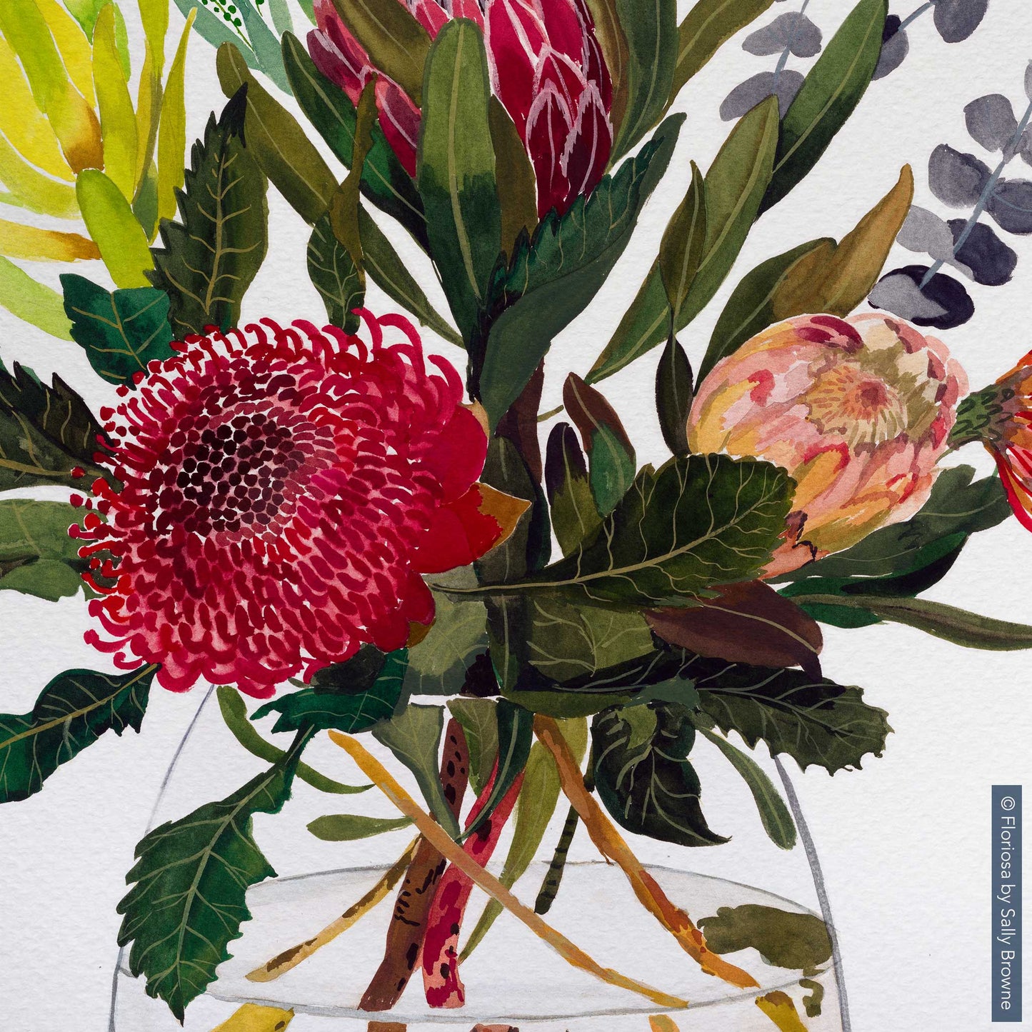 Waratah, Protea and Dollar Gum - Limited Edition Print on Archival Paper