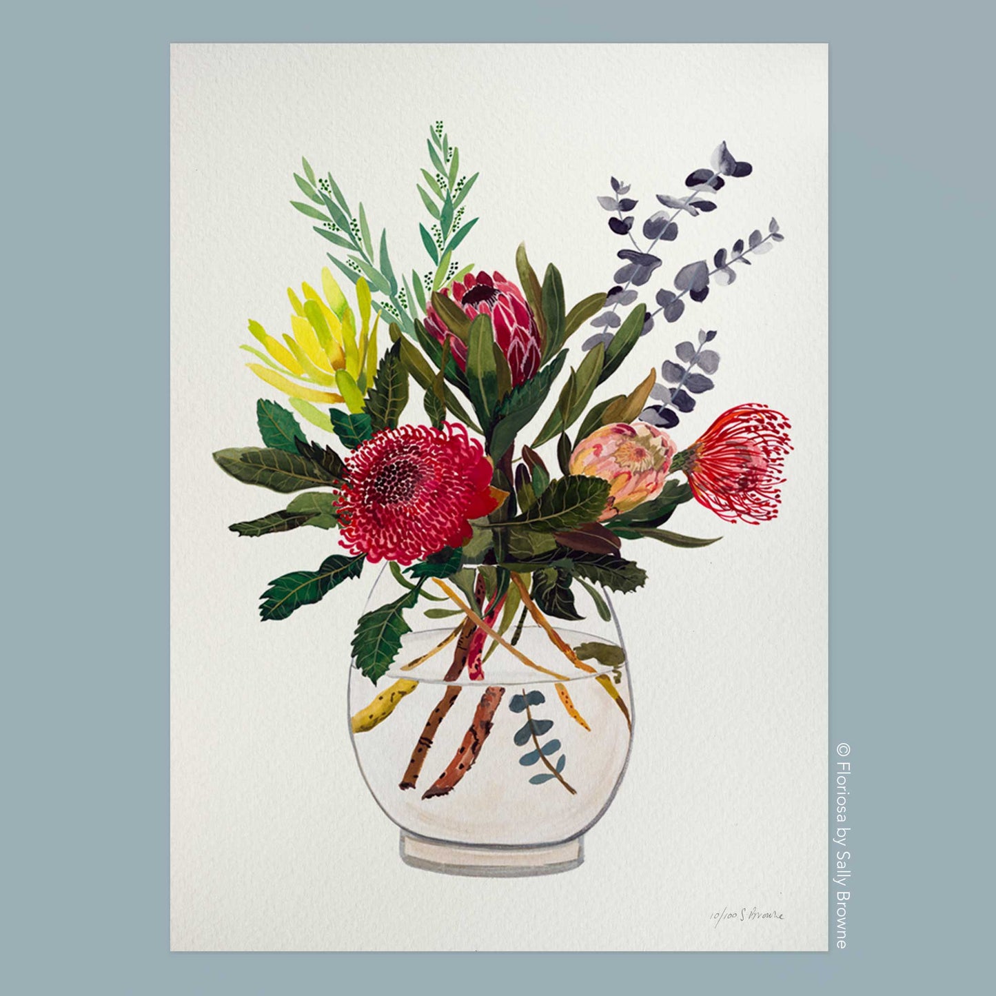 Waratah, Protea and Dollar Gum - Limited Edition Print on Archival Paper