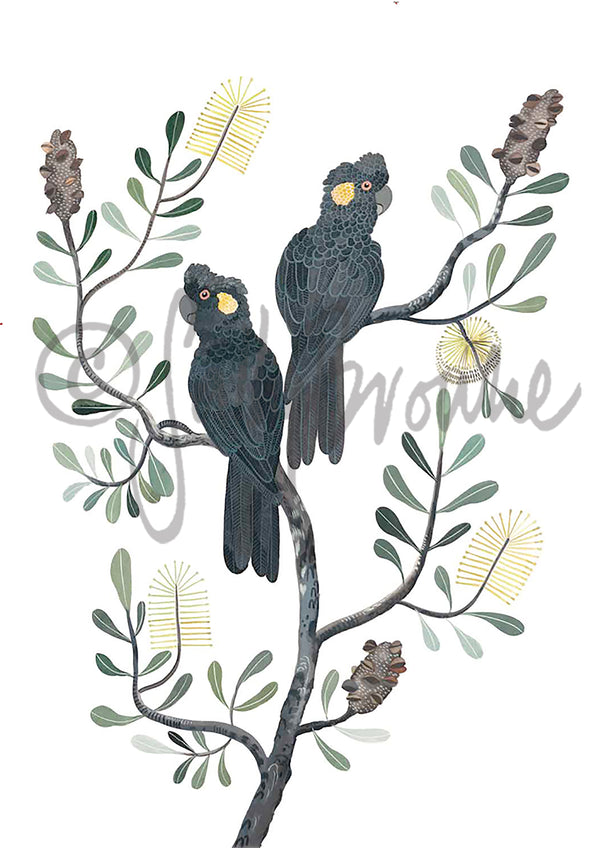 Black Cockatoos and Coastal Banksia, Limited Edition Signed Fine Art Print