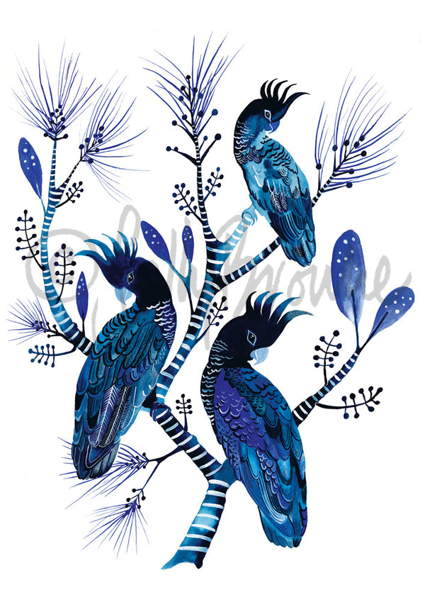 Indigo Cockatoos & Banksia Pines, Limited Edition Signed Fine Art print