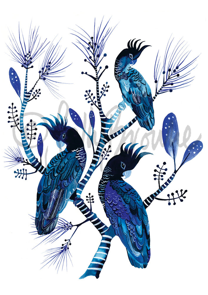 Indigo Cockatoos & Banksia Pines, Limited Edition Signed Fine Art print