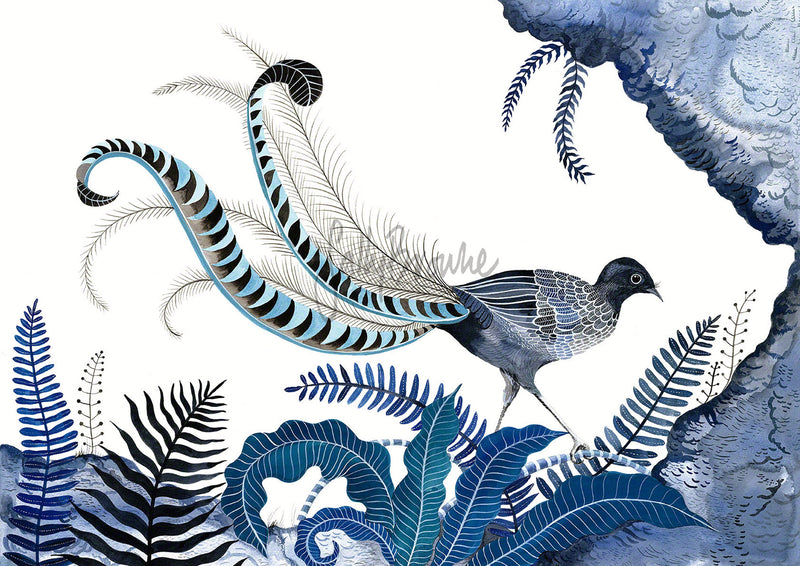 Indigo Lyrebird, Limited Edition Signed Fine Art Print
