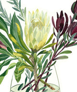 Proteas and Leucadendrons, Limited edition signed Fine Art Print