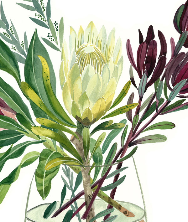Proteas and Leucadendrons, Limited edition signed Fine Art Print